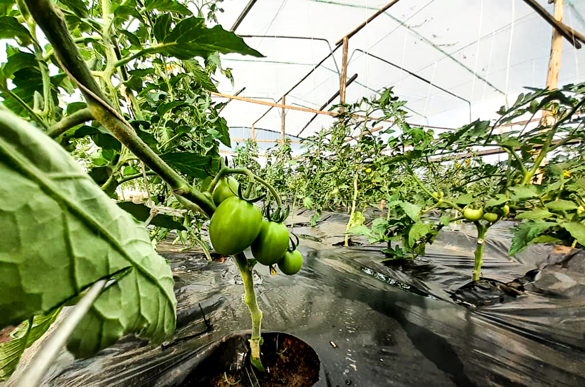 From seedlings to crops, the tomatoes are blooming