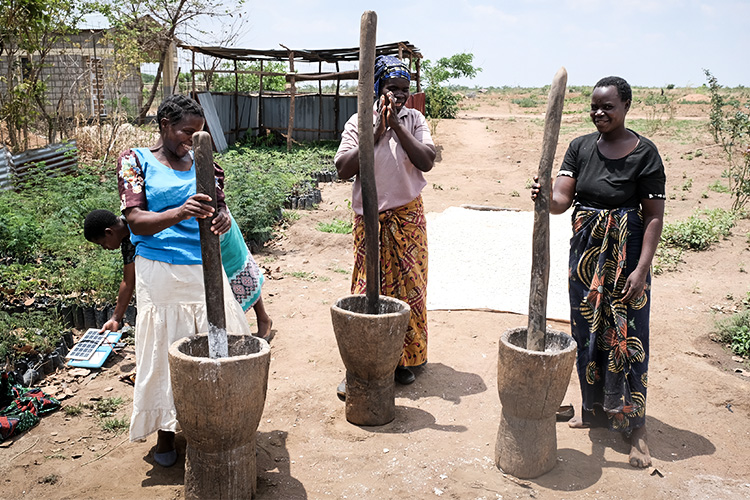 Three village women at the Kuwala farm grinding Cassava root into a flour.